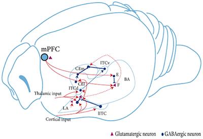 Update on neurobiological mechanisms of fear: illuminating the direction of mechanism exploration and treatment development of trauma and fear-related disorders